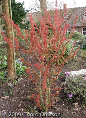 Acer palmatum 'Koto hime'